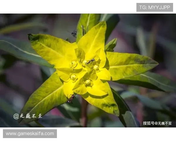 龙虎药材在中医中的重要作用与健康效益分析